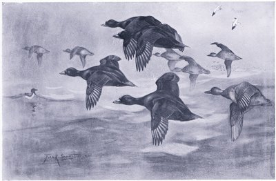 Scoters rising by Frank Southgate